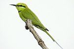 Little Green Bee-eater